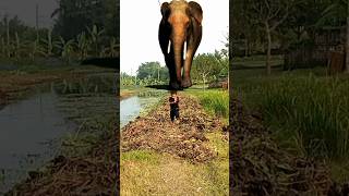 Hathi short film real video VFXSTTVR1P [upl. by Airdnoed293]