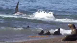 Killer whale hunts and eats great white shark  BBC News [upl. by Ettedranreb]