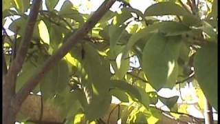 Cherimoya Hand Pollination Part 2 [upl. by Alletsirhc524]