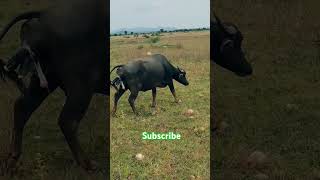 buffalo giving birth animals birth [upl. by Nylram]