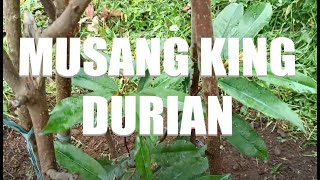 Musang King Durian Farm Update 2024 [upl. by Yrrehs758]