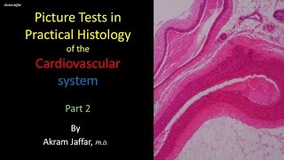 Picture tests in histology of the cardiovascular system 2 [upl. by Honora]