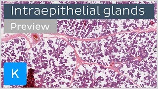 Intraepithelial glands cells and functions preview  Human Histology  Kenhub [upl. by Pelagi]