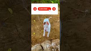 Kohati gultair dogs breeds dangerous doglover angrykangal explore [upl. by Eimrots]