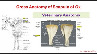 Gross Anatomy of scapula of OxBvscveterinary Anatomy pooshmati [upl. by Beatrice]