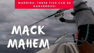 Mack Mahem  warning these fish can be dangerous [upl. by Jobie]