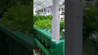 Aquaponics Farming System Grow Vegetable amp Fish Together aquaphonics hydroponics [upl. by Urba524]