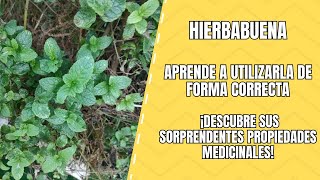 Hierbabuena Propiedades Medicinales y Cómo Aprovecharla [upl. by Orelle201]