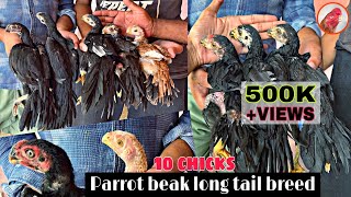 Parrot beak temper tail 10 chicks  7093717284  2 chicks 3 chicks and 5 chicks short nose chicks [upl. by Mayne39]