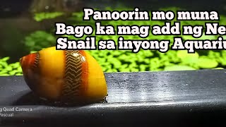 Nerite Snail Pros and Cons Bakit mahalaga sa Eco System ng Aquarium [upl. by Ninazan]