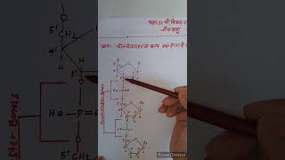 फॉस्फोडाइस्टर बंधनchemistry12thchemistry [upl. by Eesyak7]