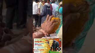 pondicherry manakula vinayagar temple elephant புதுச்சேரியில் உள்ள மணக்குள விநாயகர் கோவில் யானை [upl. by Anerok]