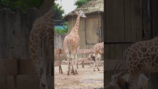 Zoológico de Guatemala Zoo 2500 Animales [upl. by Schiffman]