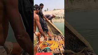 Net Fishing Video From Dhorla River fish fishingvideo fishing netfishing [upl. by Blader385]