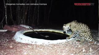 Amor a la tierra  Preservación del jaguar en la Meseta de Cacaxtla [upl. by Duleba]