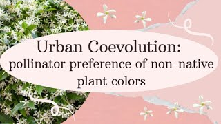 Urban Coevolution pollinator preference of nonnative plant colors [upl. by Junie]