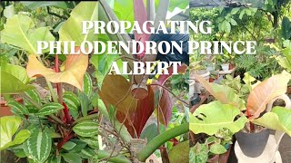 HOW TO PROPAGATE PHILODENDRON PRINCE ALBERTBEGINNER TIPS [upl. by Teirtza219]