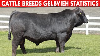 ⭕ Cattle Breeds GELBVIEH Statistics ✅ Cattle Gelbvieh  Bulls [upl. by Notsnorb382]