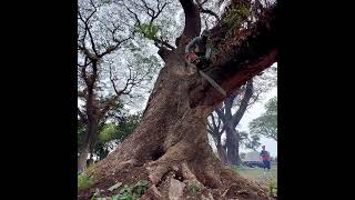 Stihl ms881 Vs Monter tree‼️ chainsaw [upl. by Sualohcin210]