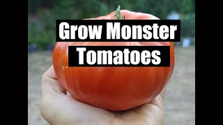 5 Secrets To Growing Giant Tomatoes [upl. by Tanaka885]