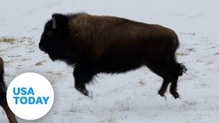 Bison in Yellowstone excitedly prances in fresh snow  USA TODAY [upl. by Eesac669]