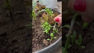 Seeds germination update 🌱youtube shorts trending ytshorts [upl. by Silrak]