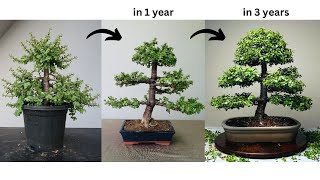 Making Bonsai from Jade Plant  in 3 Years  Pruning  Wiring  Repotting  Portulacaria afra [upl. by Osnofedli869]