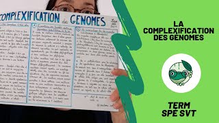 La complexification des génomes  Term spécialité SVT  Madame SVT [upl. by Landbert163]