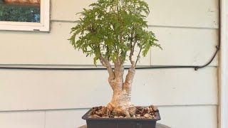 Ming aralia bonsai gets a new pot August 2022 [upl. by Anselm]