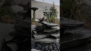 Brownheaded cowbirds joined by other birds at the rock fountain [upl. by Cranston435]