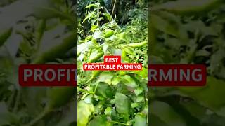 BEST PROFITABLE FARMINGshortsfarming agriculture [upl. by Angel21]