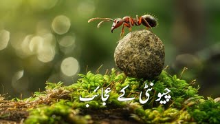 miracles in creation of ant  nature  signs of God PartII  darseaqaid [upl. by Akiret]