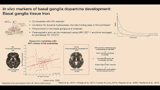 OHBM 2024  Symposium  Ashley Parr  Variation in striatal dopaminerelated neurophysiology supp… [upl. by Fonda]