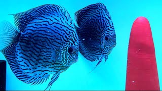 discus fish breeding  discus fish babies [upl. by Eirrod285]