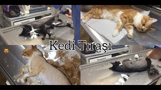 KEDİLERİMİ TIRAŞ ETTİRDİM KEDİ TIRAŞI ANESTEZİ SONRASI ANESTEZİYE DİRENÇLİ KEDİ MÜEZZA [upl. by Fey265]