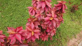 Jacob’s Coat Copper Bronze Pink leaf Shrub Plant Acalypha wilkesiana [upl. by Beisel]