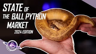 2024 State of the Ball Python Market  ballpython snake reptiles [upl. by Kalikow589]