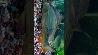 🐟☆¹⁴  Carp  Wild Common Carp Cyprinus carpio  Cypriniformes  Observed in Description [upl. by Venu]