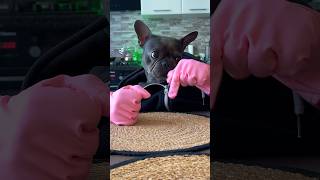 Dogs lunch Part 2  Melon vs Treats 🍉🍪 dog asmr [upl. by Aidualk]