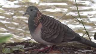 Barshouldered Dove Geopelia humeralis [upl. by Lika]