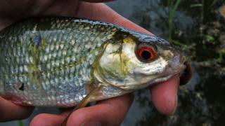 Fishing with Rod Tackling Danish coarse fish part one [upl. by Maisey696]