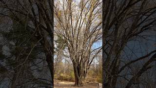 Silver Maple  November 7 2024 [upl. by Aner]