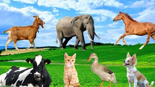 Relaxing Animal Sounds  Cow Goat Horse Dog Cat Duck  Familiar Animals [upl. by Mirelle]