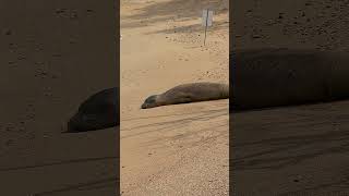 We were blessed to be visited by a Hawaiian monk seal todayThis guy is about 10 months old [upl. by Gerhardine]