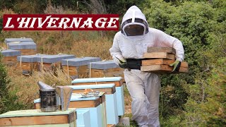 APICULTURE E12  Comment faire pour bien hiverner les colonies dabeilles  Ma méthode simple [upl. by Aronid122]