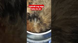 Happy 2mosold Babies pets philippines dogbreed doglover shiranian shots [upl. by Ahsille]