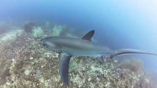 Scuba diving In Malapascua Philippines with Thrasher sharks [upl. by Eilyac]