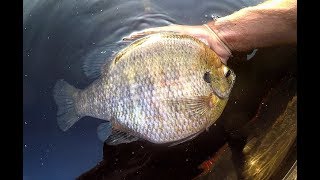 Fishing for TWO POUND PLUS BLUEGILLS [upl. by Mcquade]