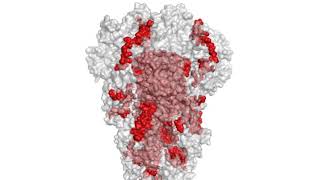 Epitopes 抗原表位 [upl. by Thomas464]