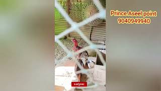 parrot beak male and female l parrot beak chicks available l contact whats app l princeaseelpoint [upl. by Janik185]